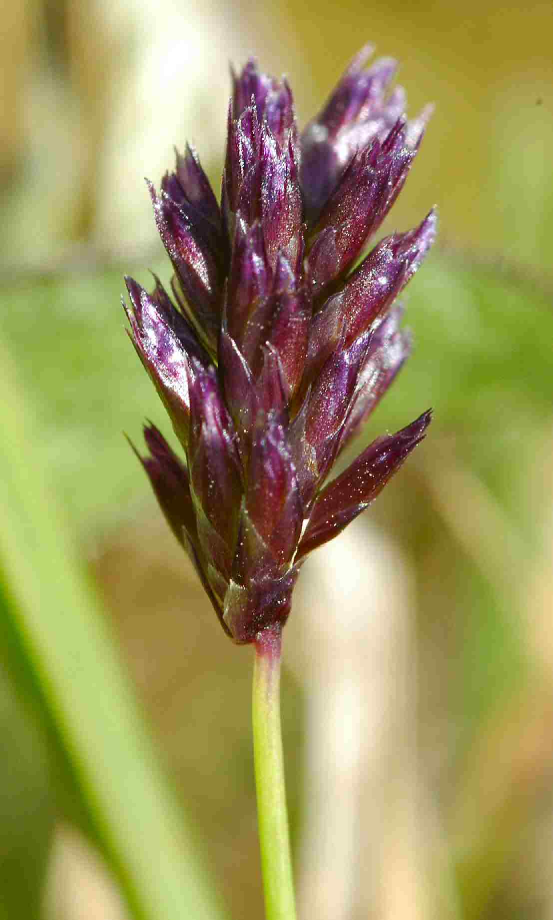 Blue Moor-grass - Keith Cunningham